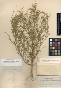 Herbarium Sheet of DS 16386 